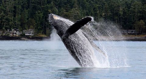 Go Whale Watching in Washington State | experiencewa.com